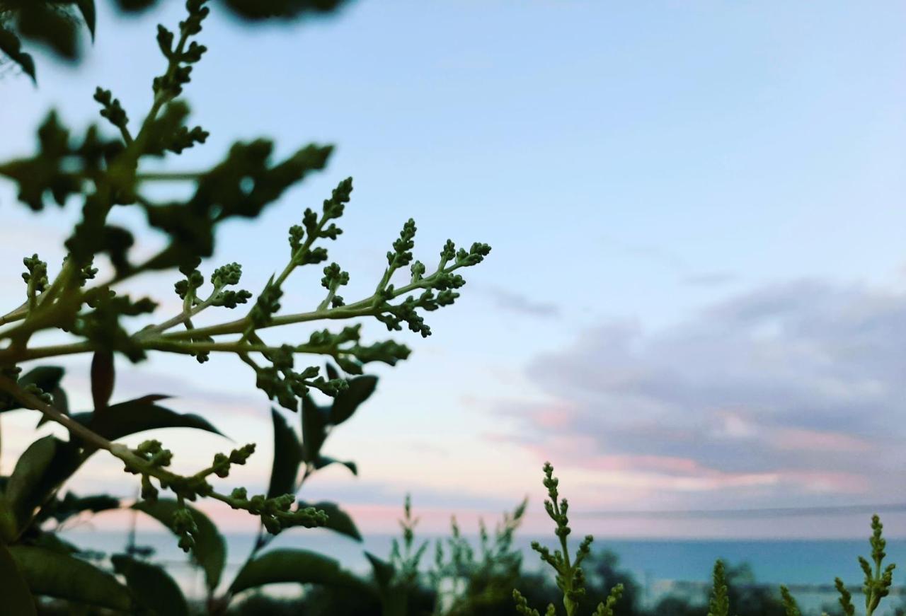 Vila Bio Agriturismo Mare In Campagna Campofilone Exteriér fotografie